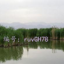 ̫