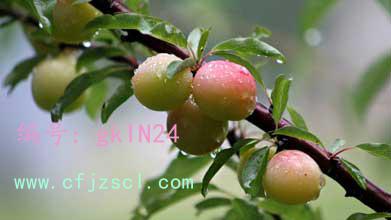 Ŀ