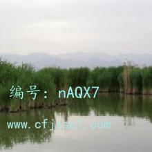 ĩ