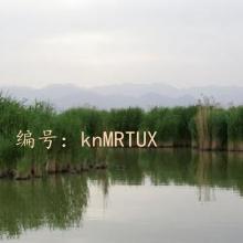 ı