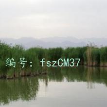 ƻ