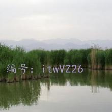 ޿