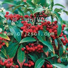 չ滮