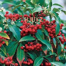 չ滮