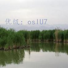 ޿