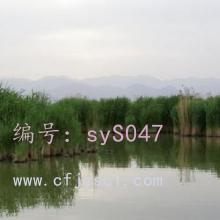 Ȼ